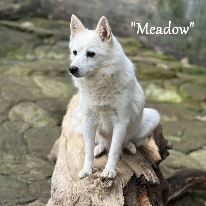 00-meadow 91100c86-a62e-465e-b69d-d993bea4bf00.jfif