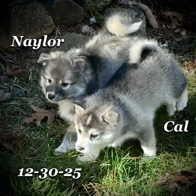 12-30 cal naylor afcd4e1e-e2d1-4b25-9f58-27b37472e780.jfif