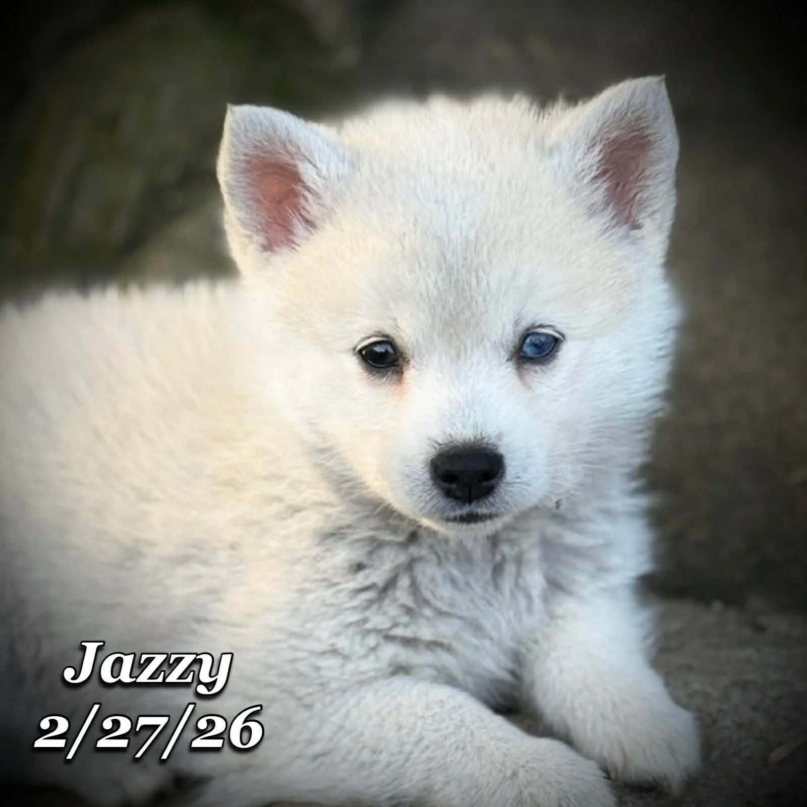 02-27 j jazzy 4f7b38bd-81cd-4206-ac36-ee200ad3f85f.jfif