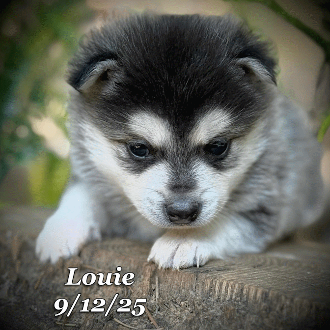 09-11 louie b61c878a-b9e2-4cf3-a0a8-e00a604cf72d.gif