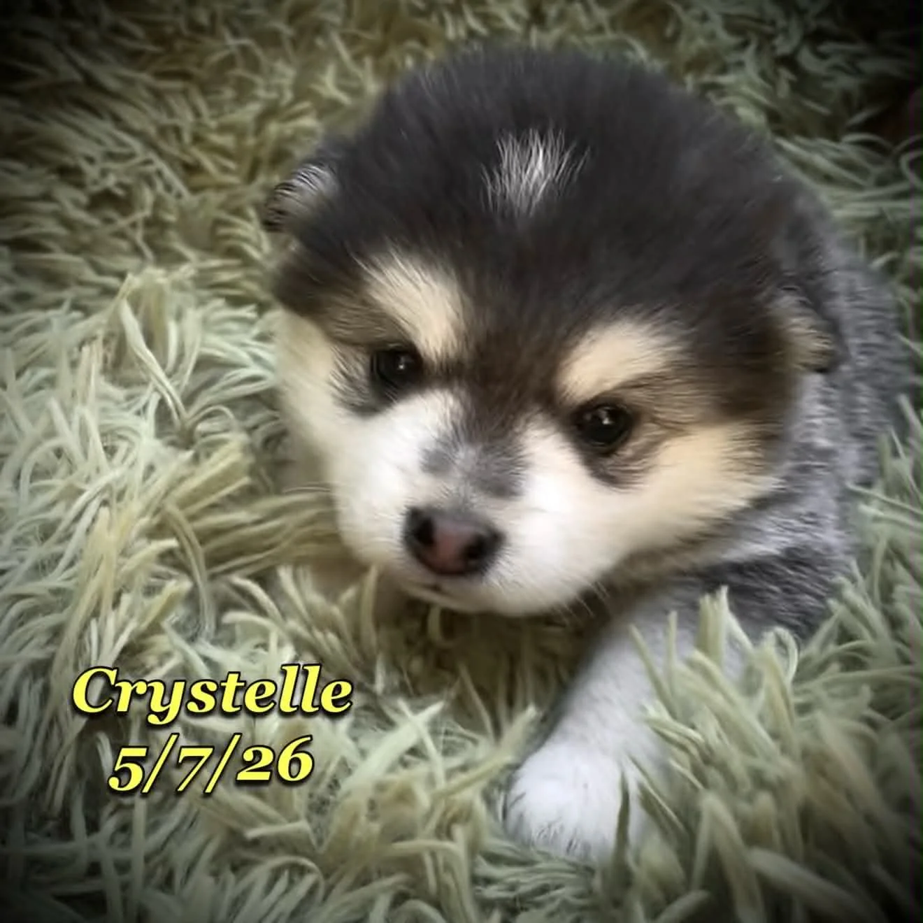 05-07 z crystelle 2edaf934-42c0-46c0-bcd8-a12c91638ce6.jfif