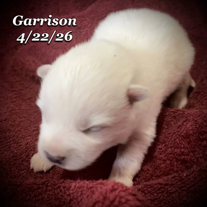 04-22 z garrison 69cc8af3-c35c-42db-b80d-3a263e34203a.jfif