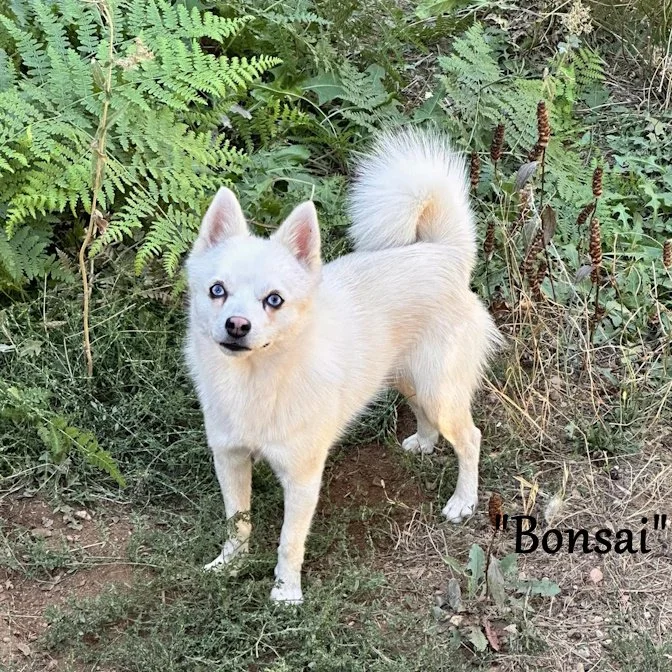 00-bonsai 459275429_1317404356040982_2838012429138076463_n.jpg