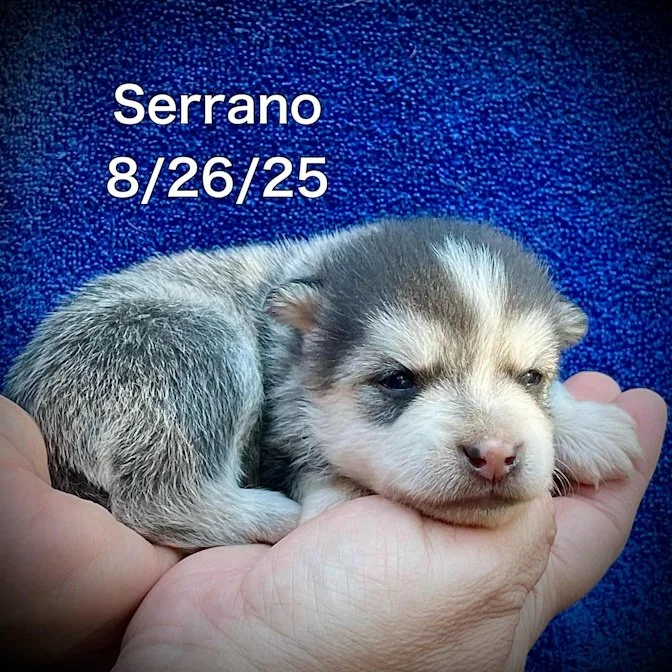 08-26 serrano 29f593d6-e8fa-49cd-b8ac-9e89bde78582.jpg