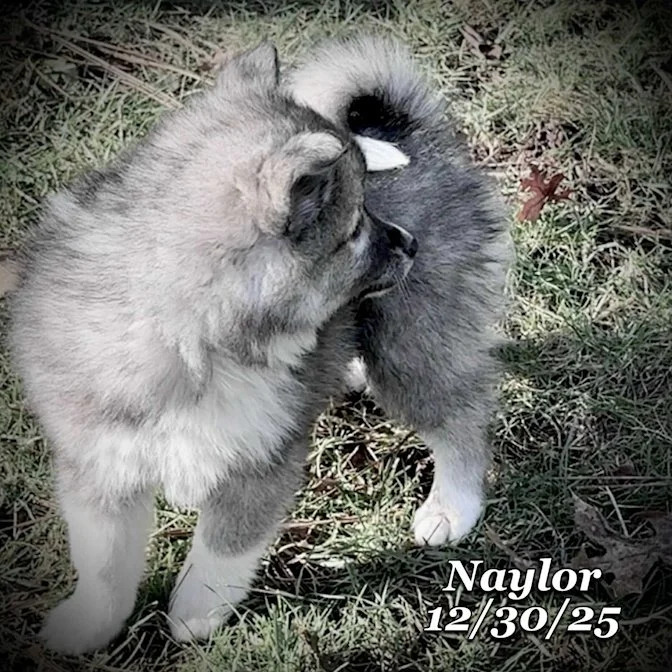 12-30 naylor 13c27406-7cc5-436f-817c-9ecebe7cbb74.jfif