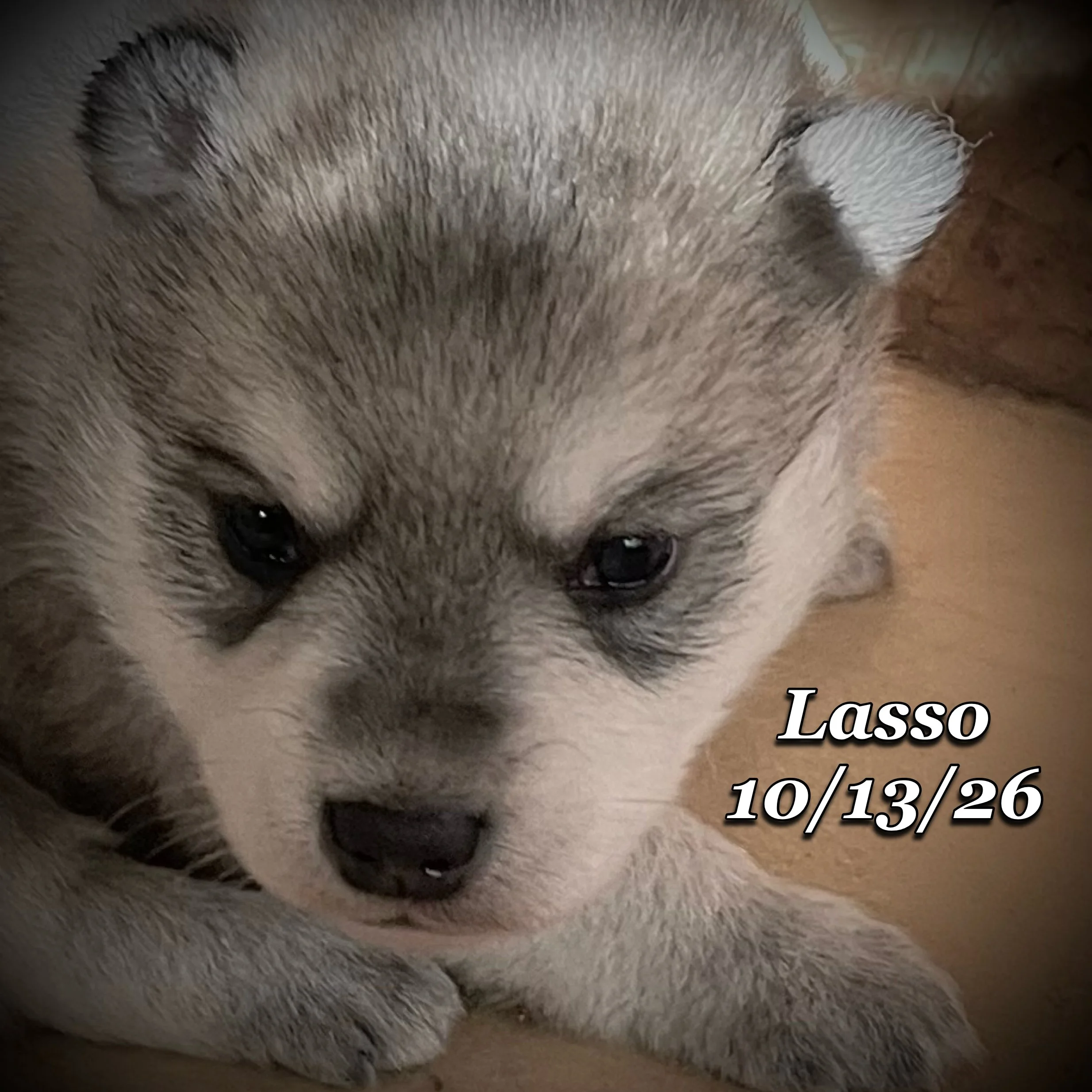 10-13 jd lasso phonto 22.JPG