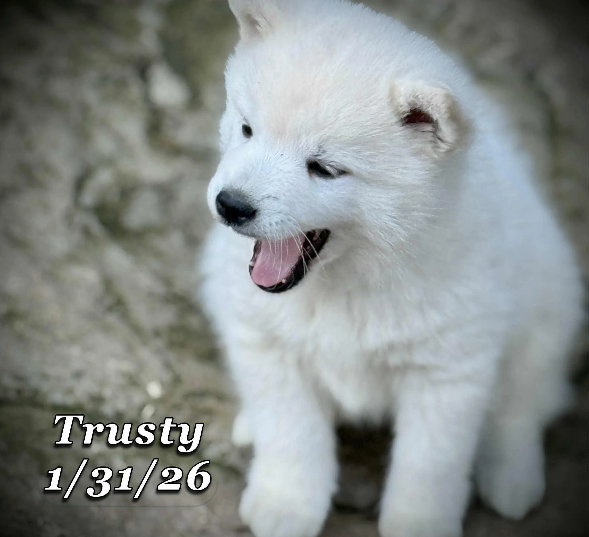 01-31 trusty 4dba3784-fccf-41a2-8daf-d8e058700326.jfif