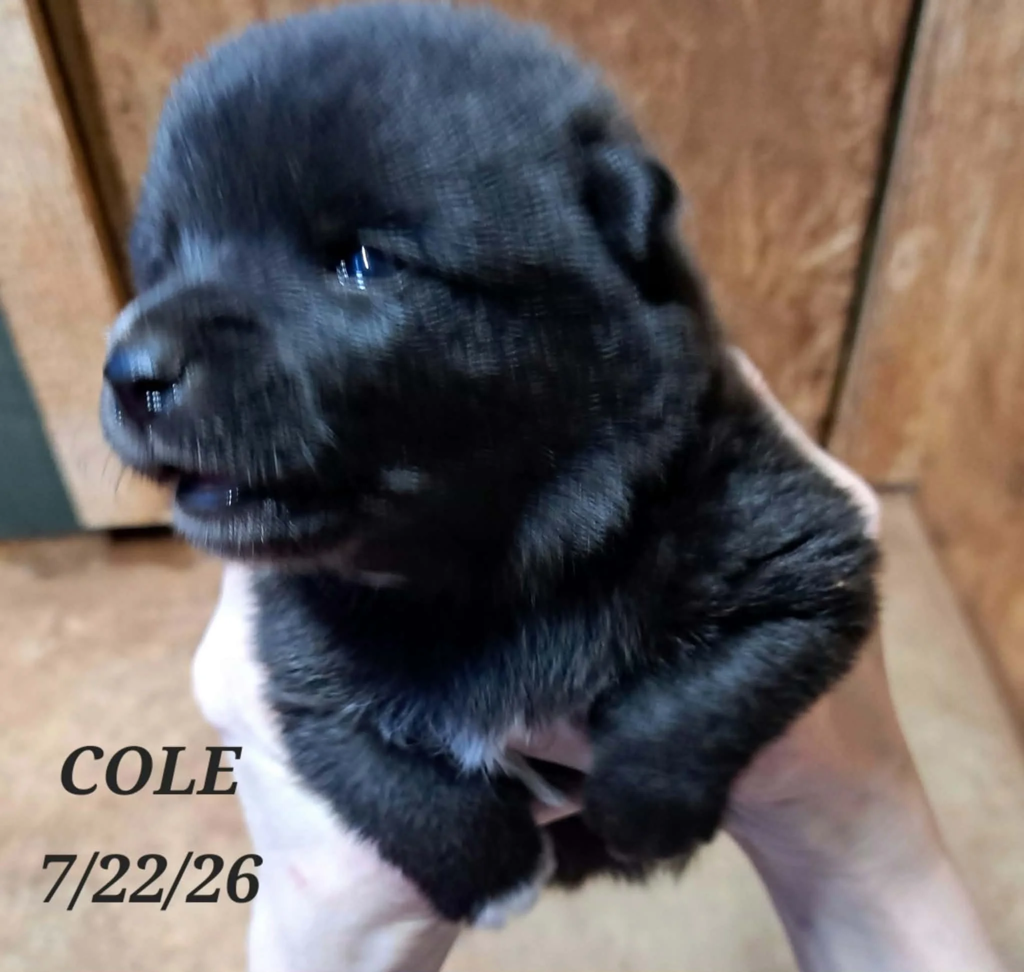 07-22 i cole 748562ec-792a-46d0-a660-dd07f7c650ca.jfif