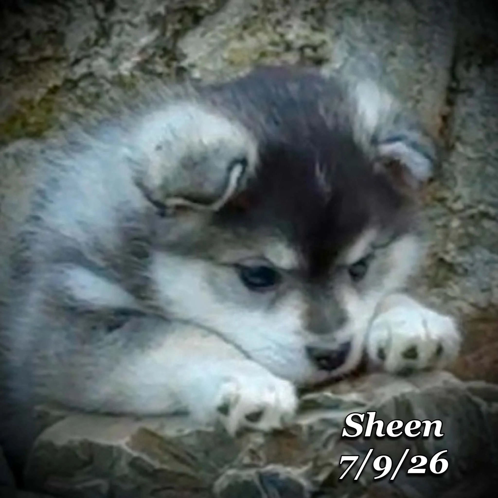 07-09 sheen d81f3bf5-fece-4b45-9921-a2c7bc7ede25.jfif