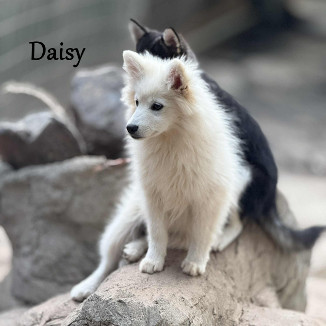 000 - daisy 26cecad5-c44d-423a-b723-e59d0d30a401.png