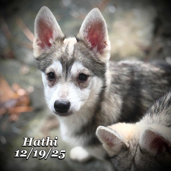 12-19 hathi 55289dc3-642e-49cc-baf9-ab3742b61ded.jfif