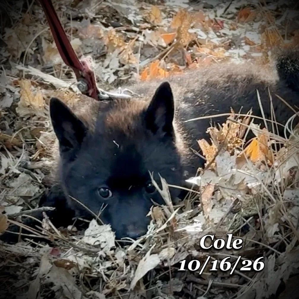 10-16 cole 04.jpg