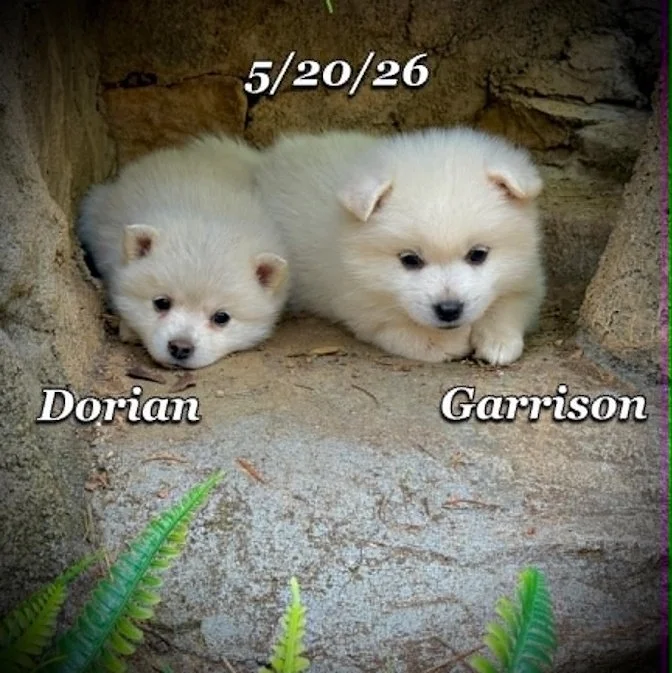 05-20 z dorian 2de82060-1e58-4472-9c6d-b9bc365e2345.jfif