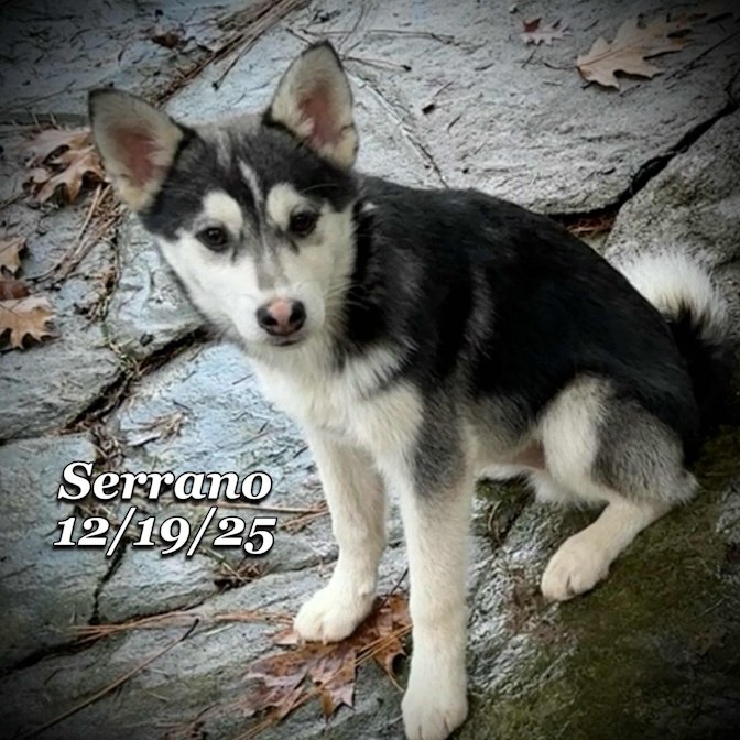 12-19 serrano 8bb01c32-4695-446d-a830-3a427265c5d7.jfif