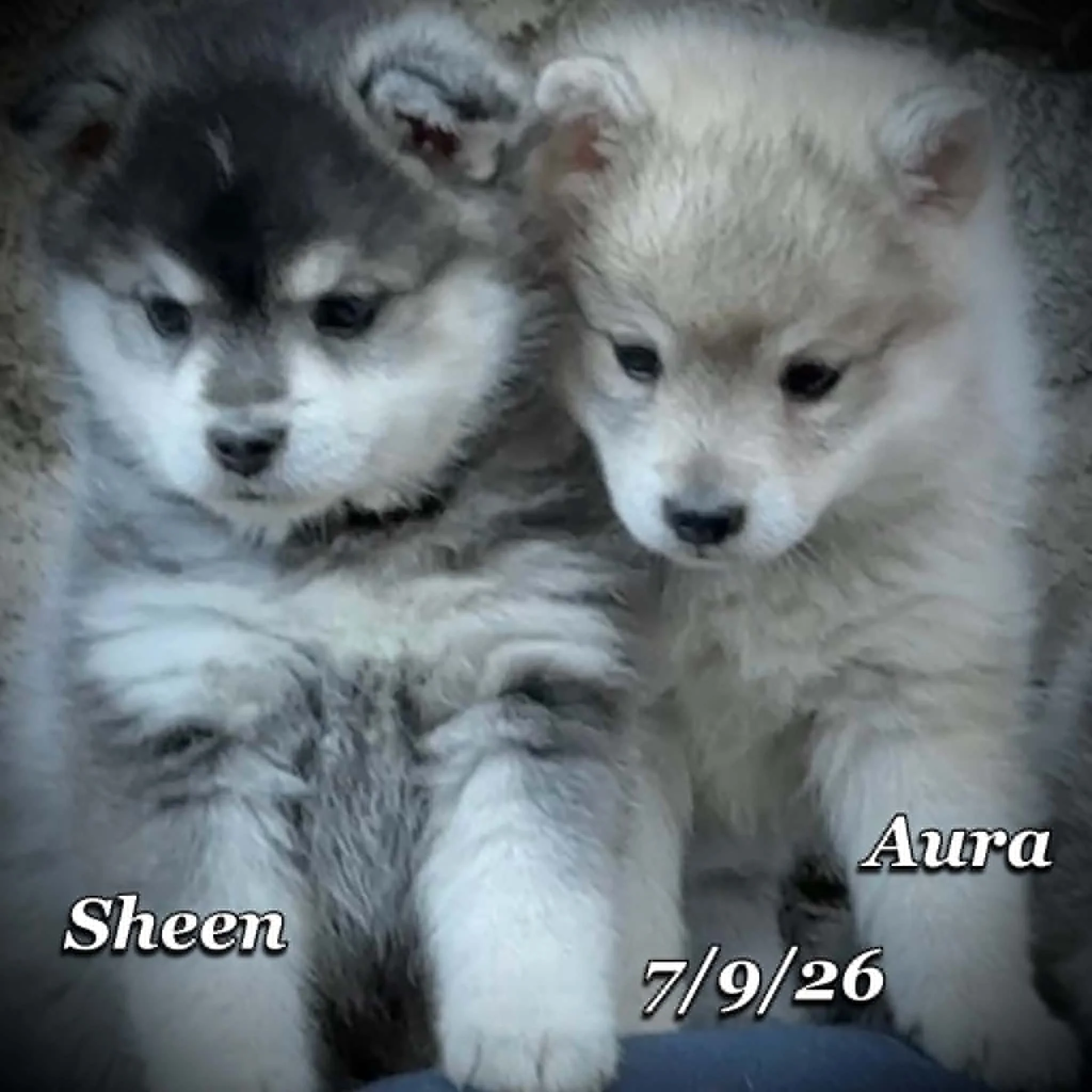 07-09 sheen 13a7d258-496e-44f5-bf4b-03d9c28a0a3e.jfif
