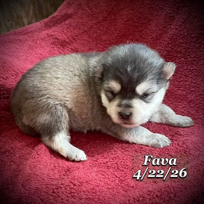 04-22 j fava 79f71917-24b5-411f-a2da-ca9a91a4b6f1.jfif