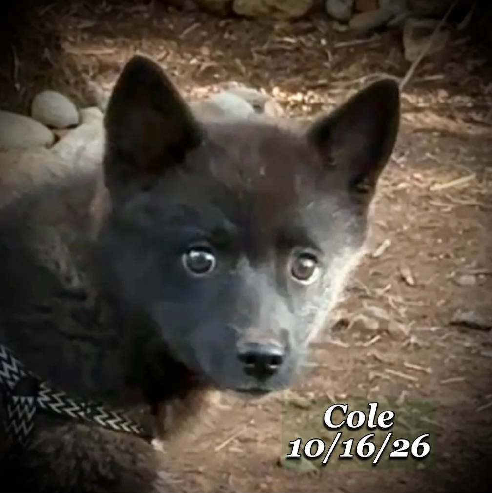 10-16 cole 05.jpg