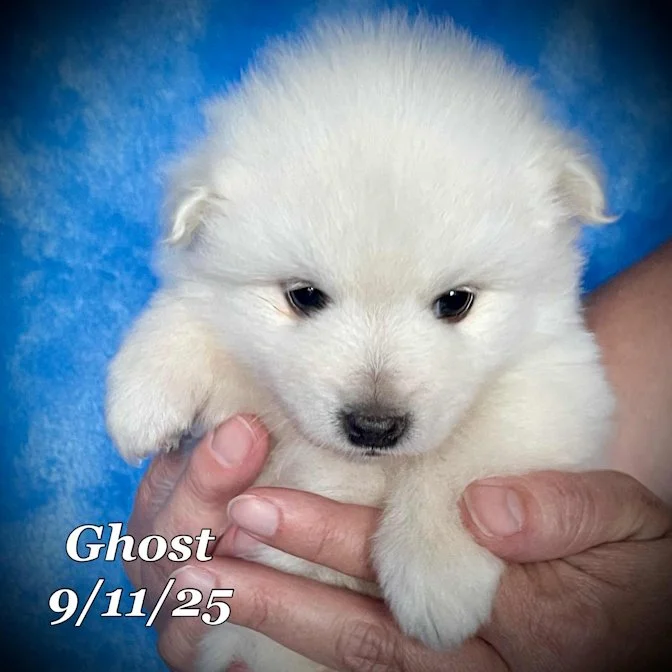 09-11 ghost fa62a496-699f-44be-afb5-b1871e2b779b.jpg