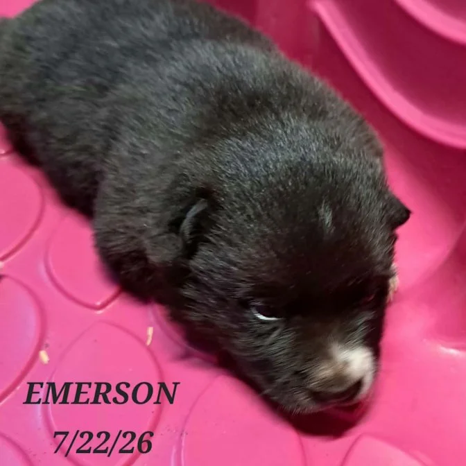 07-22 i emerson 2abf1e62-2fb1-4c5b-8ba5-c6641e1620cc.jpg