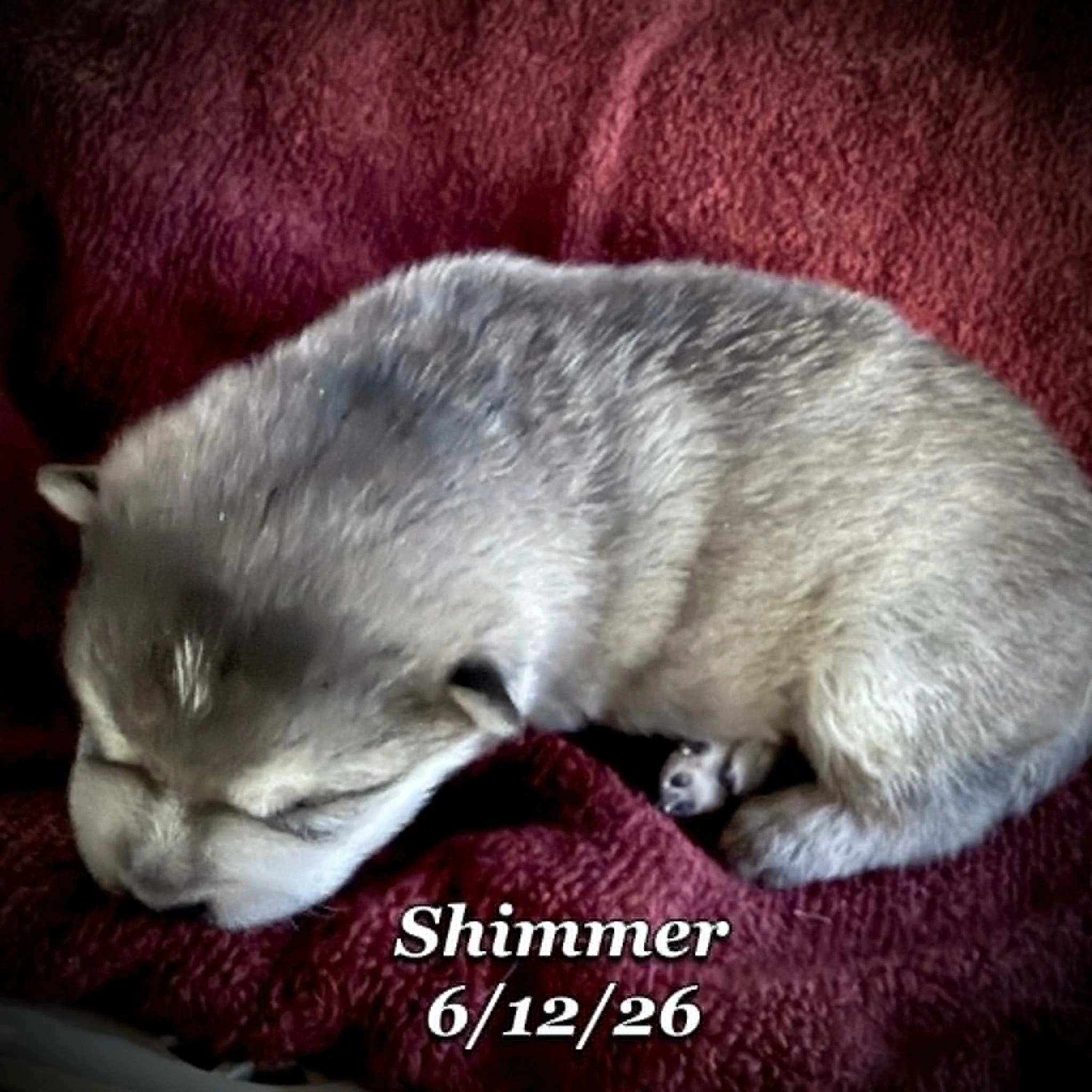 06-12 n shimmer 41a512ed-fe20-430b-9a7e-9e2492022455.jfif