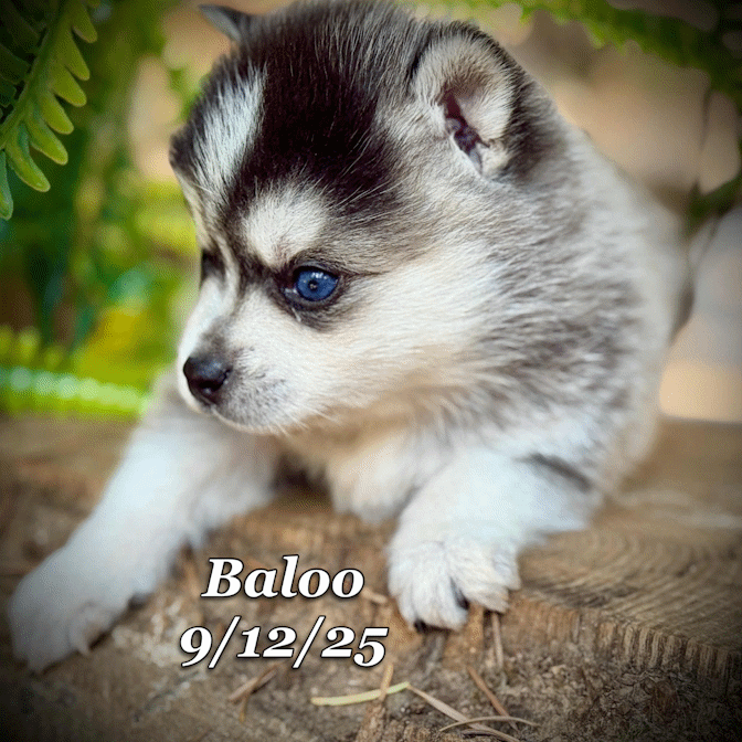 09-11 baloo 24c0d4c7-2a1b-4c0e-a685-75599426df33.gif