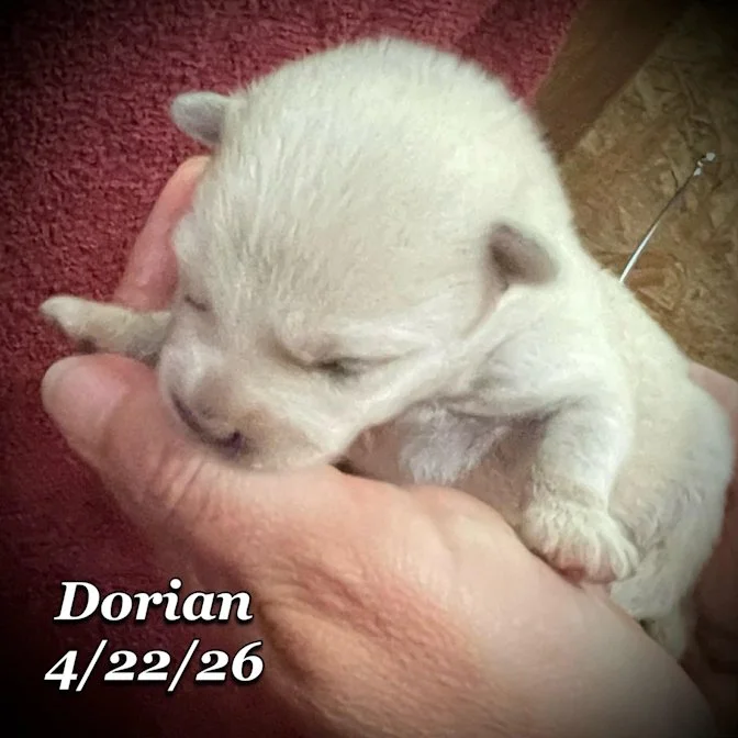 04-22 z dorian 315f966e-2507-4318-99ac-7beb2b837e76.jfif