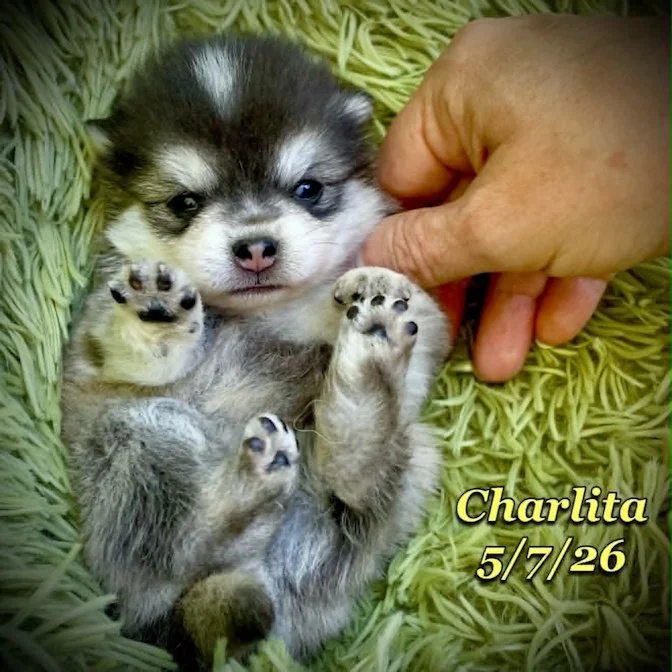 05-07 z charlita 6271a883-b522-41e2-b580-1e0e99b1e962.jfif