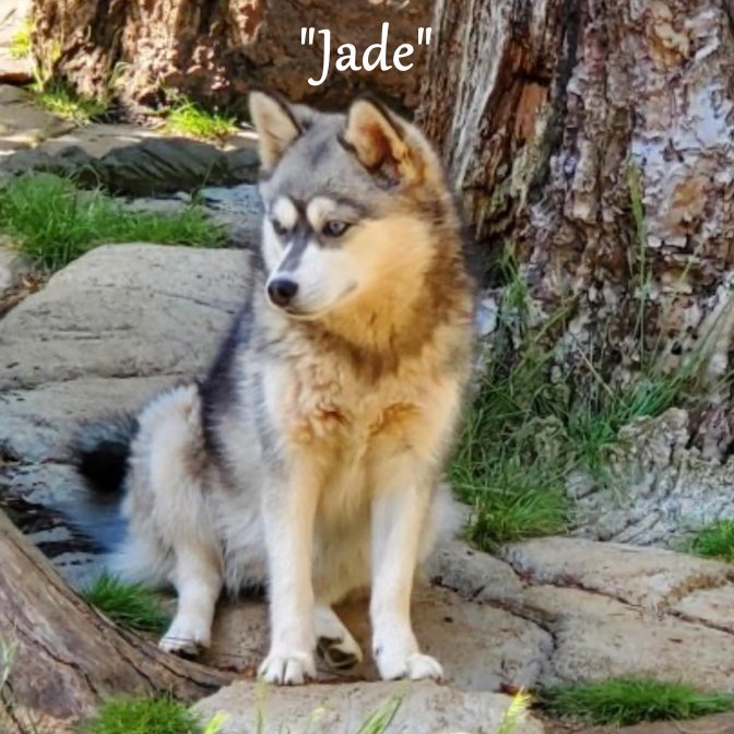 00- jade 453648184_865977948748421_4811576096822019281_n.jpg