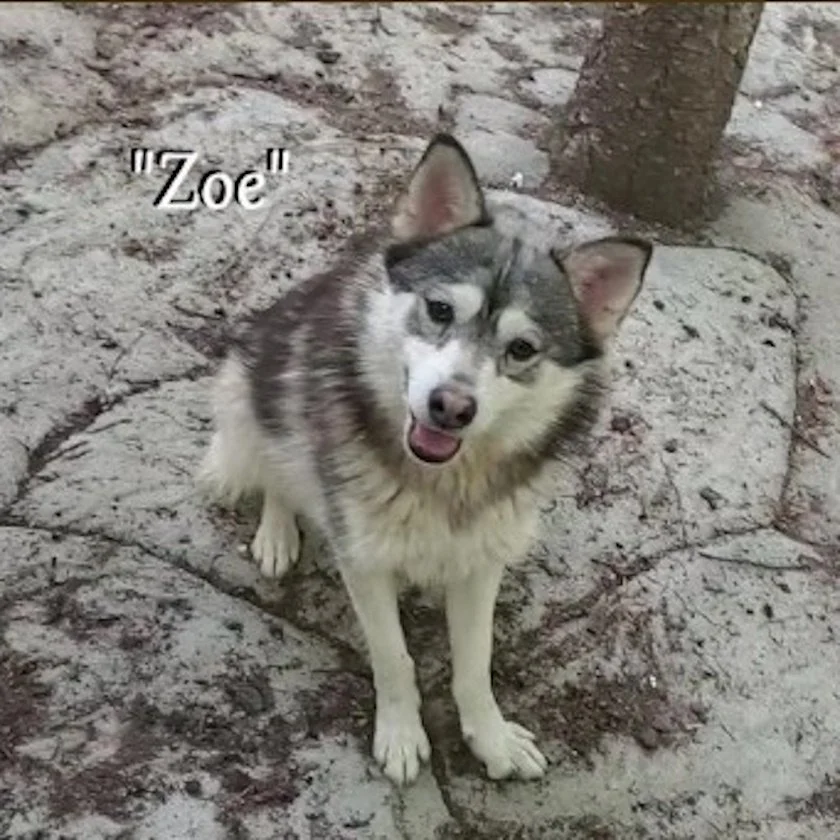 0-zoe 02 Screenshot 2024-08-24 095135.jpg