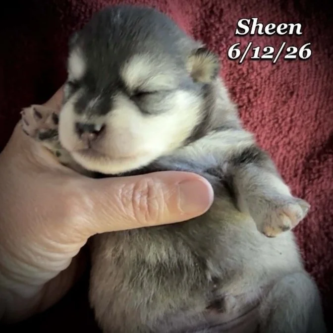 06-12 n sheen e595c153-f786-4092-afd9-7c1e8229bd02.jpg