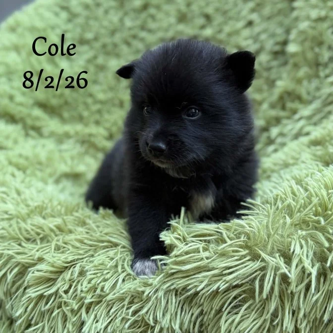 08-02 cole 9e2cc2a0-4b1c-4869-bb87-65d477d92da3.jfif