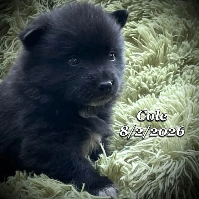 08-02 cole 044e9558-bb26-4014-be8b-d83adb3c740e.jfif
