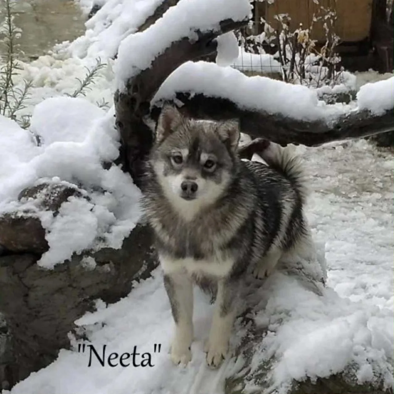 000-Neeta 797eebe7-3621-4ebf-9e73-ea42ca01e6c8.jfif