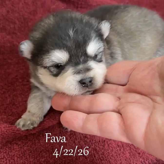 04-22 j fava de1b27a7-dc58-494e-bab1-8a5ea1528ceb.jfif