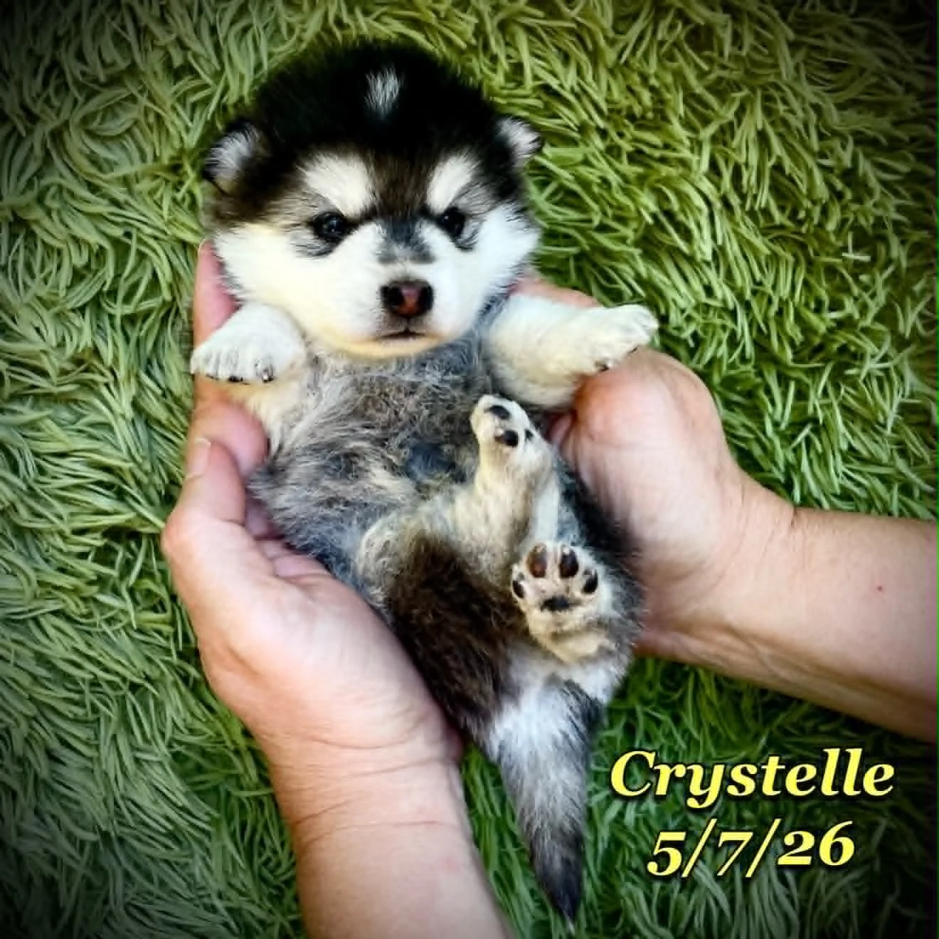 05-07 z crystelle 8c37be86-ca81-46ca-9b5a-a9ebfa73a0e3.jfif
