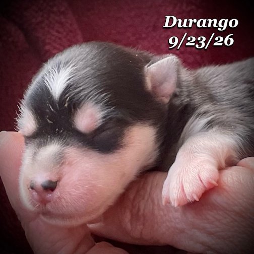09-23 jd DURANGO 06.jpg