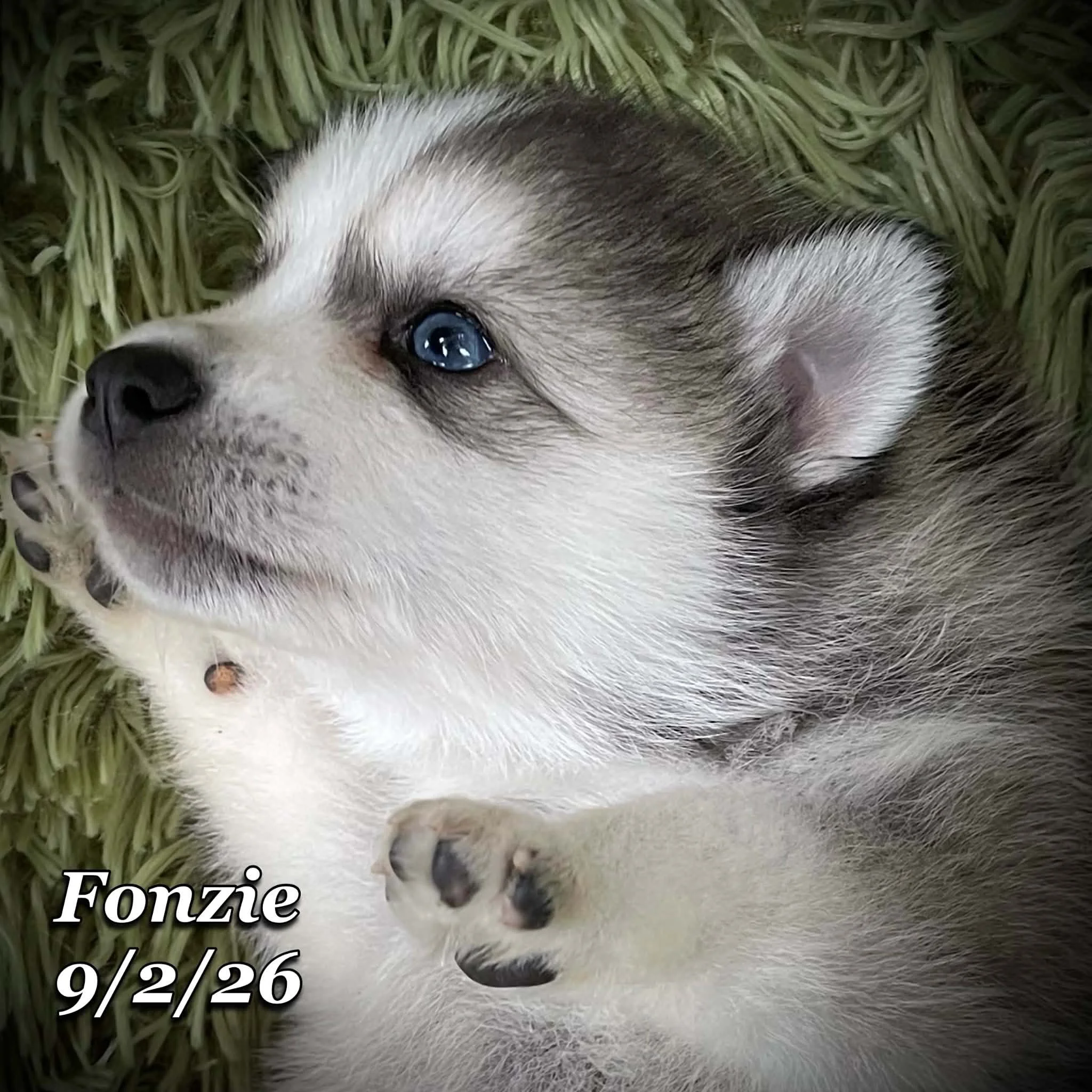 09-02 fonzie 1cd6ff31-b50b-4a98-9175-065560e4e682.jfif