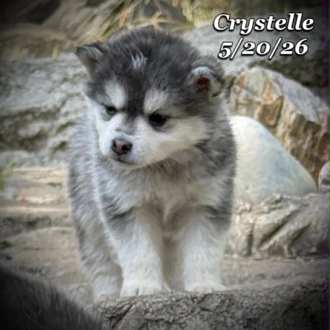 05-20 z crystelle e9729ab2-439e-4bfb-9806-9d752a1191fd.jfif