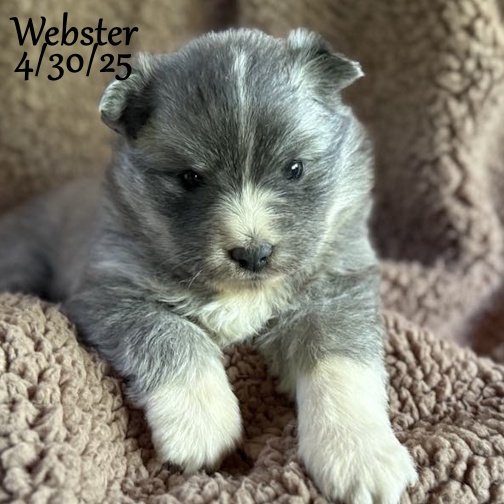 04-30 webster 7efb69cf-25cc-46a7-8134-d61a692e69fd.jpg