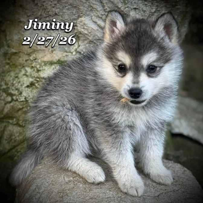 02-27 j jiminy a7ac3de9-c90b-445f-bcbe-02d5c2f3f69d.jfif