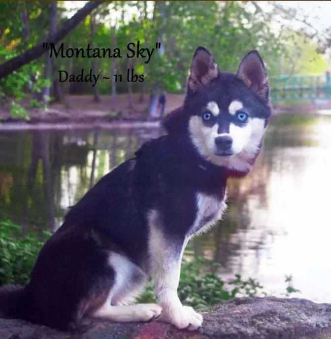 0-sky 00 455264669_1451400695535447_1827661832579399843_n.jpg