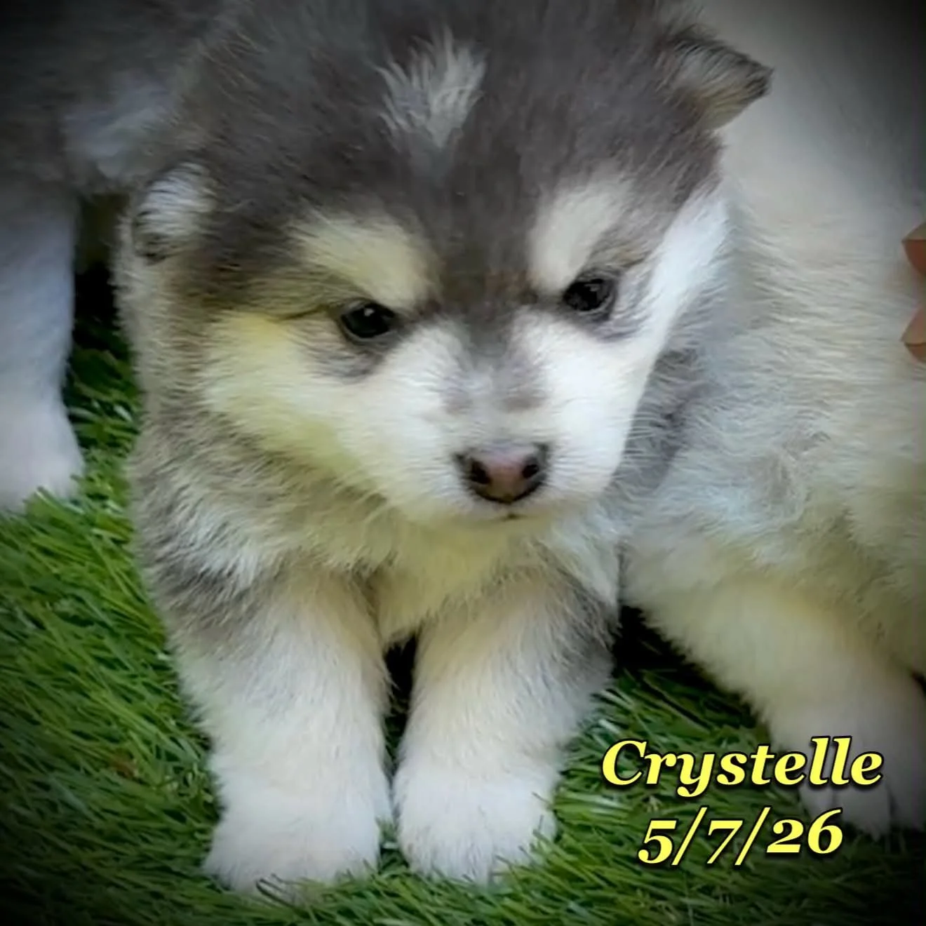 05-07 z crystelle 6829b306-5b86-48ce-a440-a261a6a788f2.jfif