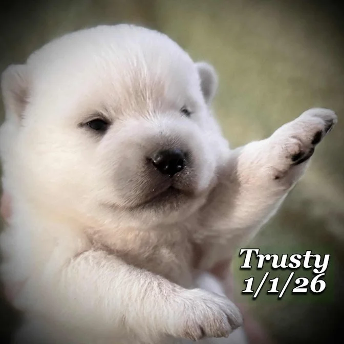 01-01 trusty 42f7b8f9-8c12-4c7a-b21c-607b2e745f4f.jfif