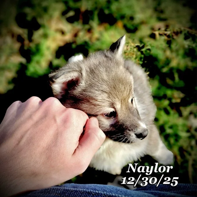 12-30 naylor 41197e5d-55aa-400e-85e7-52baadc15945.jfif