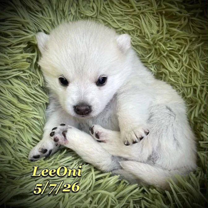 05-07 z leeoni d8d0f750-3fda-4ffd-b7fb-fcc06da257ee.jfif