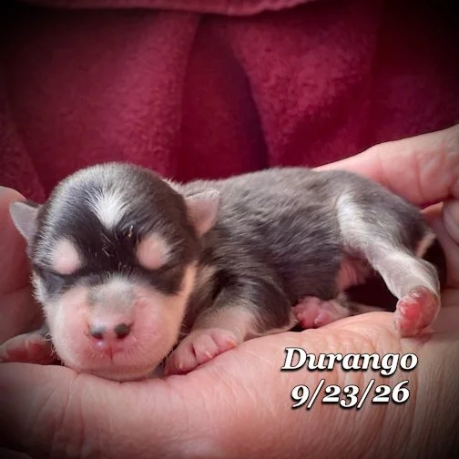 09-23 jd DURANGO 07.jpg