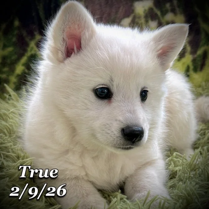 02-09 true 35380c39-a327-4cd3-b8bb-a1c64479a788.jfif