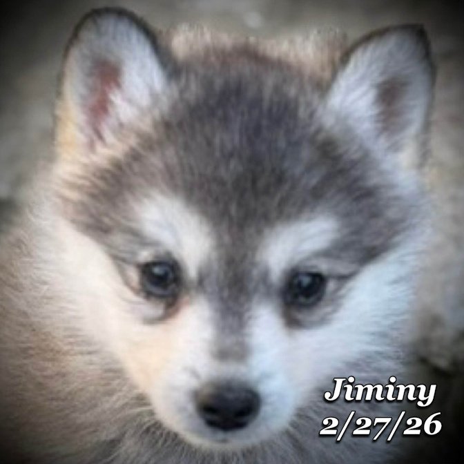 02-27 j jiminy 51693247-12dd-4f6d-bd1b-bce57b0f4874.jfif