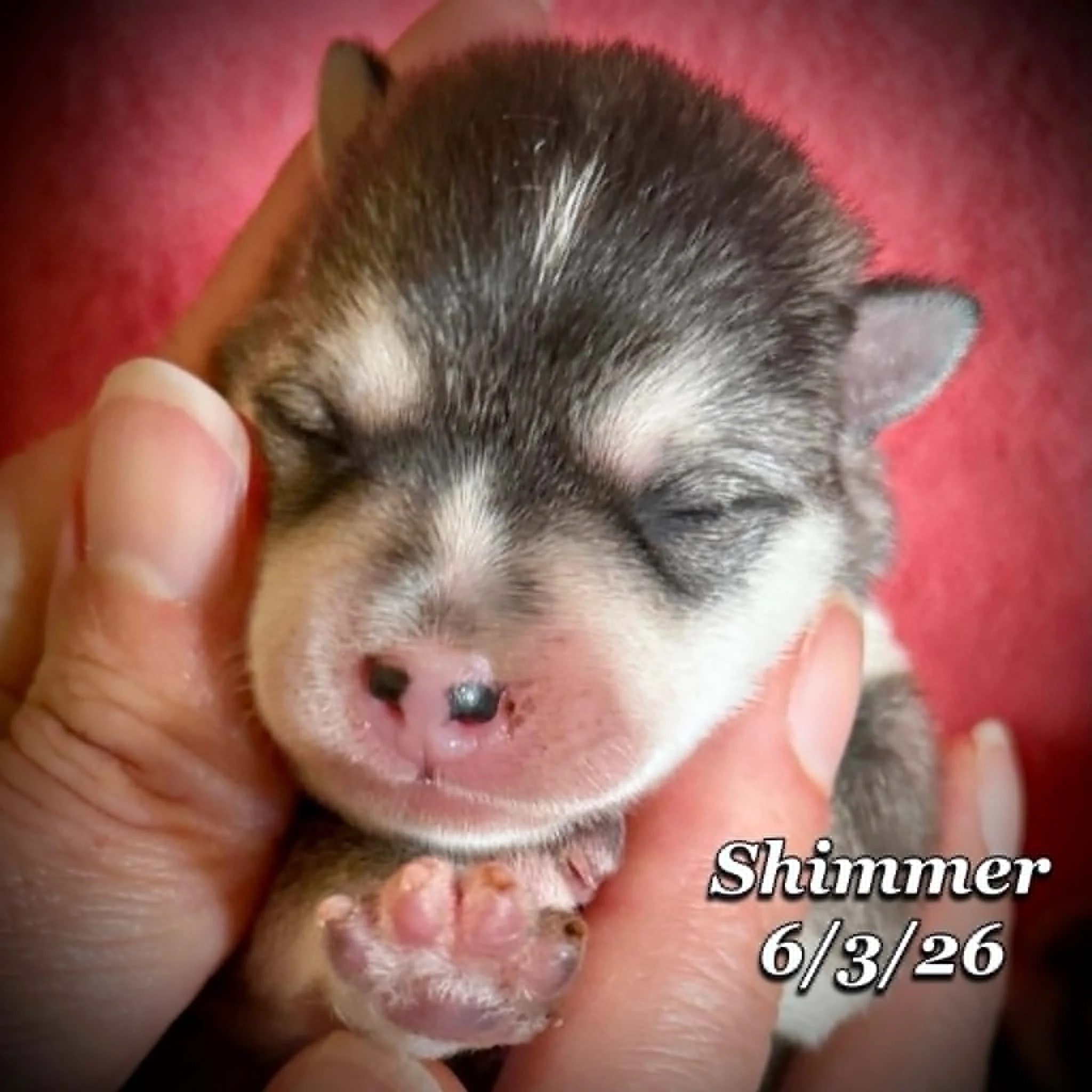 06-03 n shimmer d727297d-2e78-44e3-bfb1-6054fab7e469.jfif