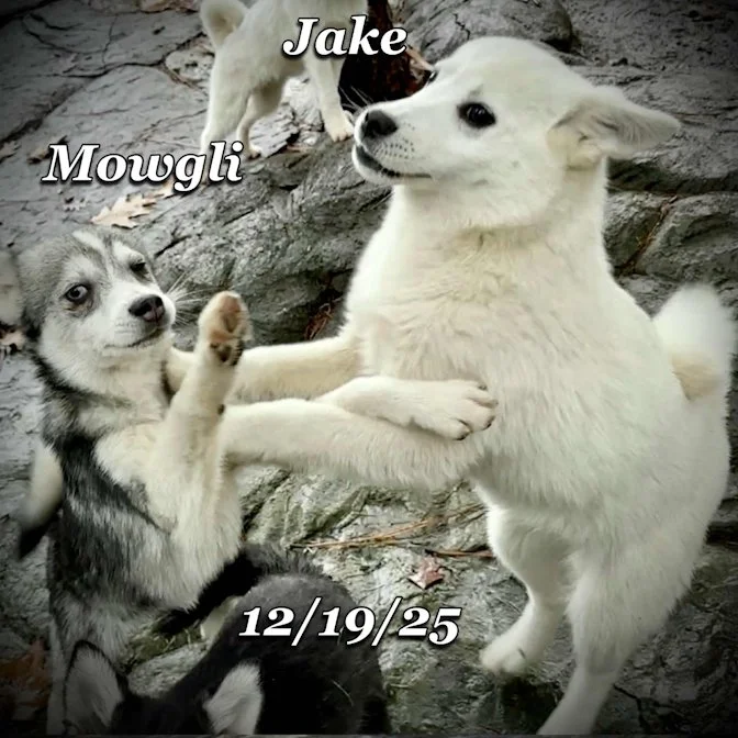 12-19 jake a0d41f66-9fe3-454f-9fa7-841540d334c0.jfif